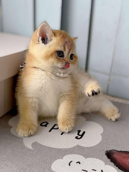 British Shorthair
