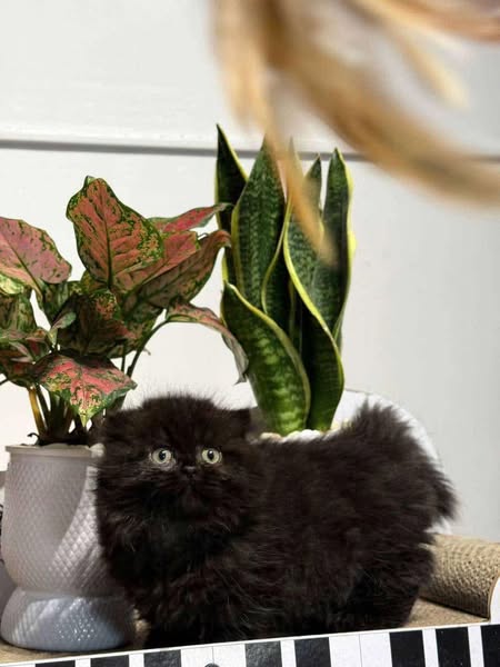 Munchkin Fold Longhair