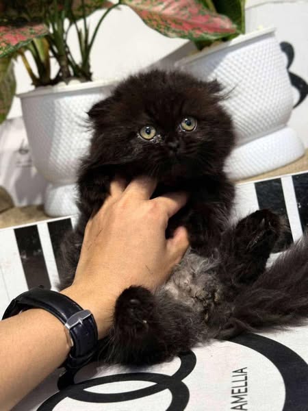 Munchkin Fold Longhair