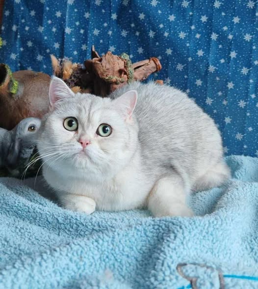 British Shorthair