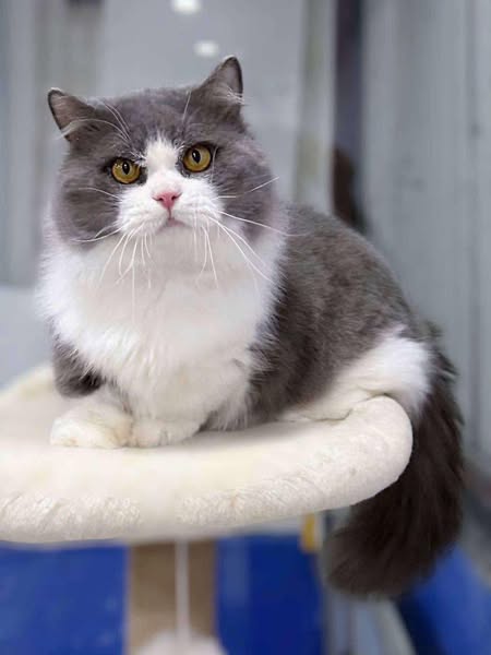 Munchkin Longhair