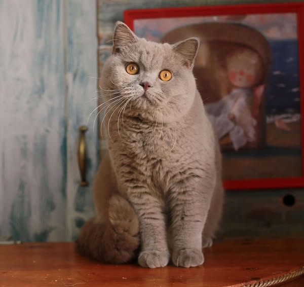 British Shorthair