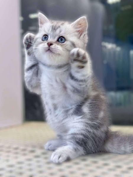 British Shorthair