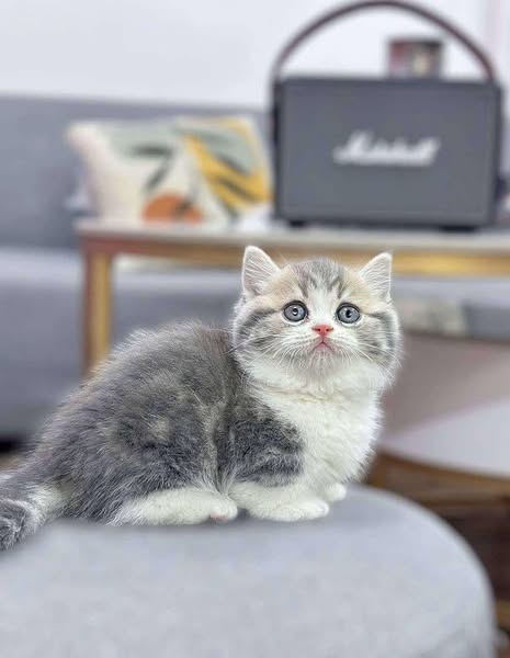 Munchkin