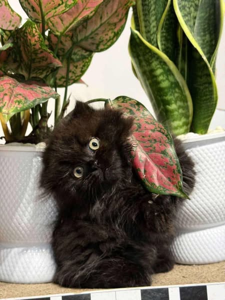 Munchkin Fold Longhair