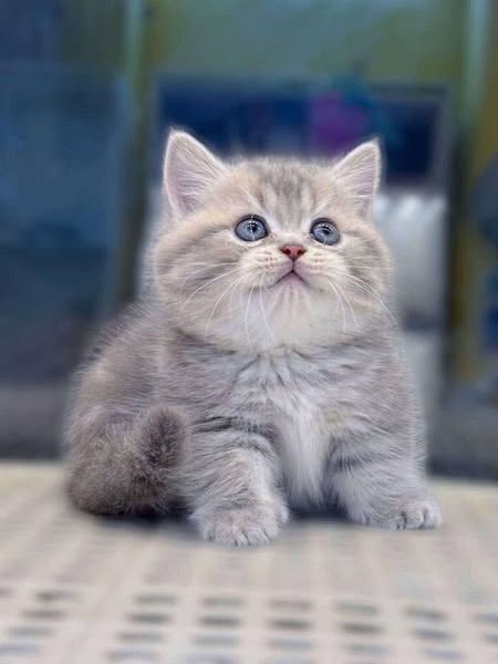 Munchkin