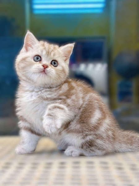 British Shorthair