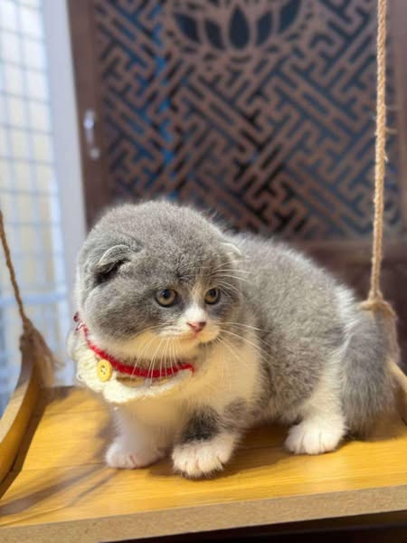 Scottish Fold