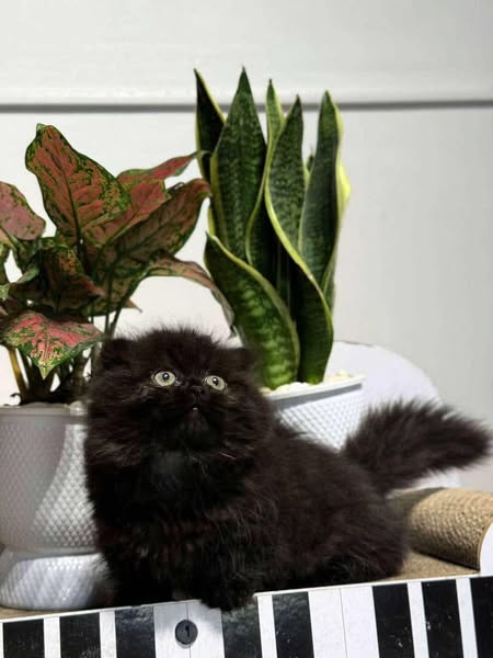 Munchkin Fold Longhair
