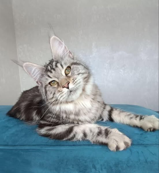 Maine Coon
