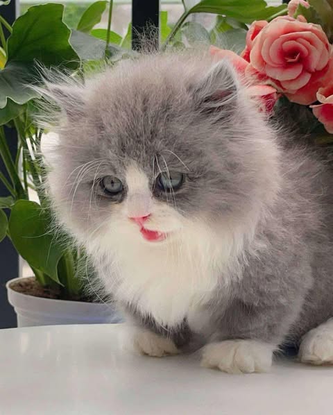 Munchkin Longhair