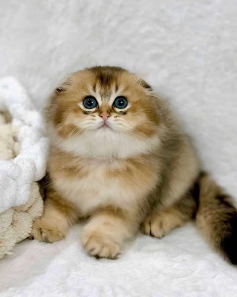 Scottish Fold Longhair