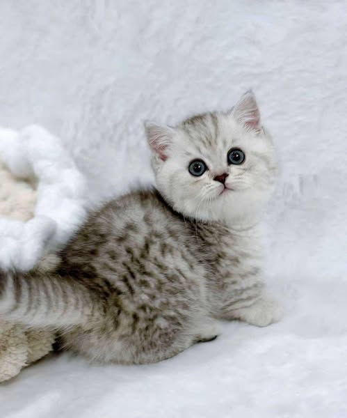 Munchkin