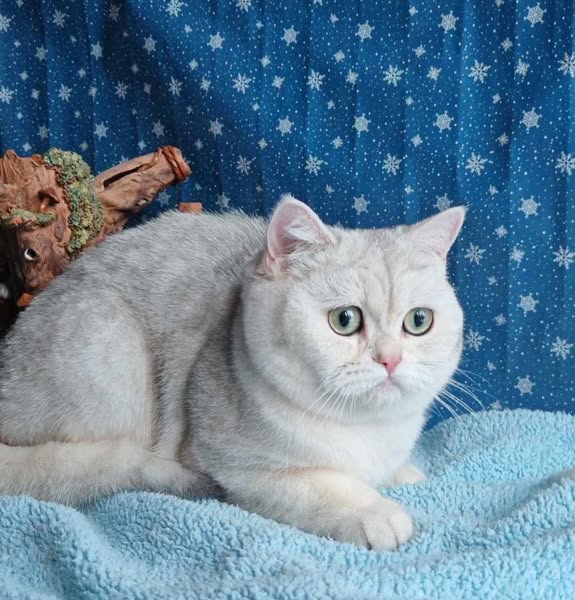 British Shorthair