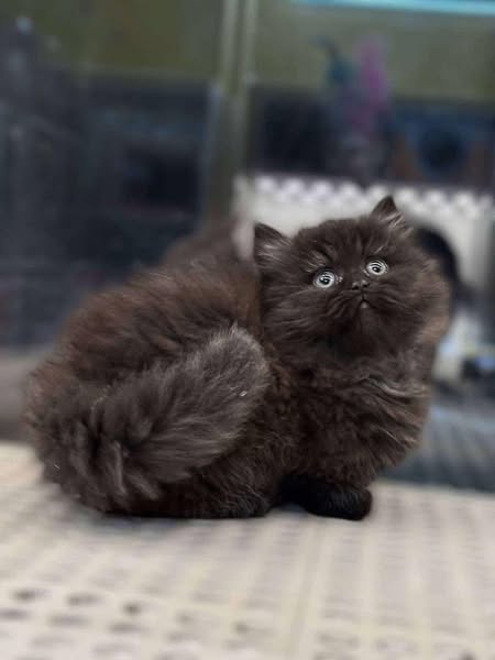 Munchkin Longhair