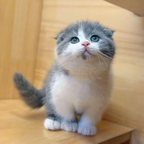 Scottish Fold
