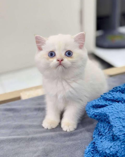 British Shorthair