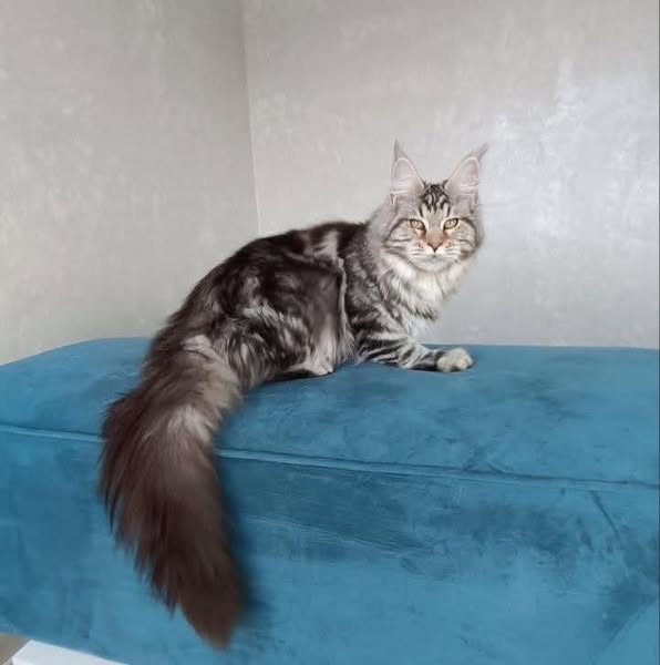 Maine Coon