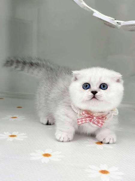 Munchkin Fold