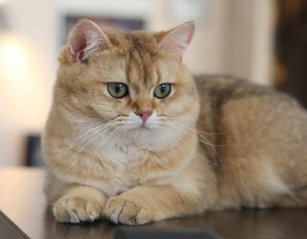 British Shorthair