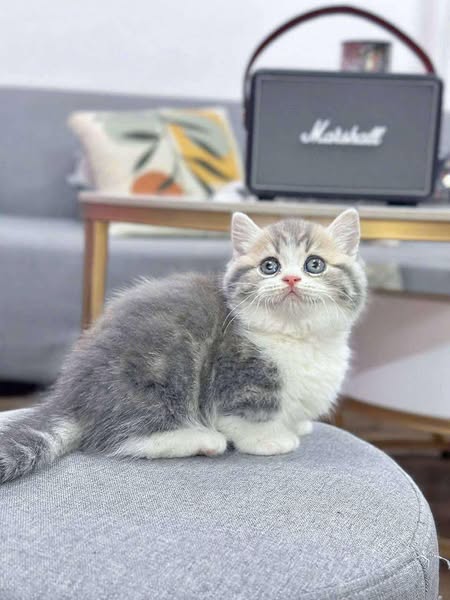 Munchkin