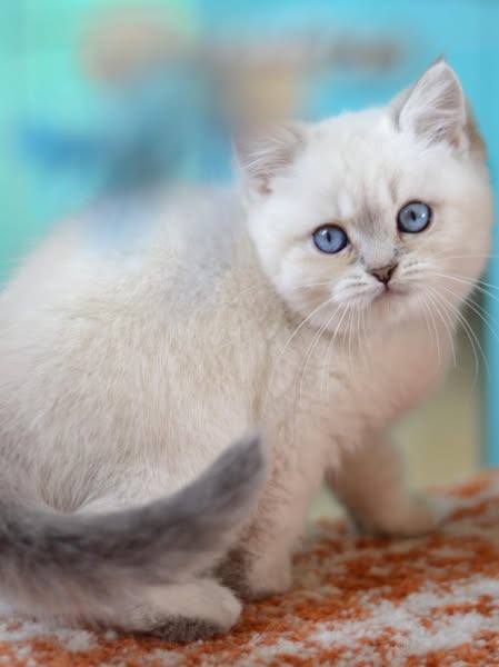 British Shorthair