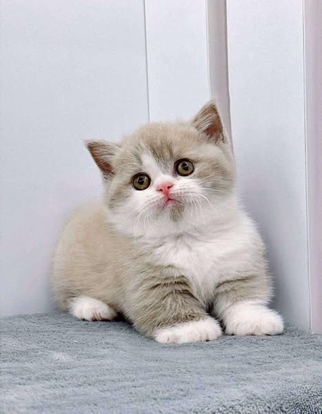 Munchkin