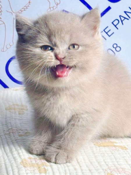 British Shorthair
