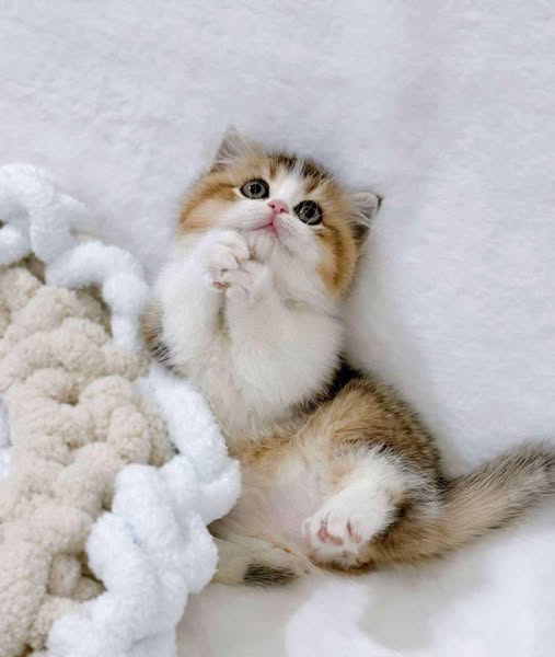 Munchkin