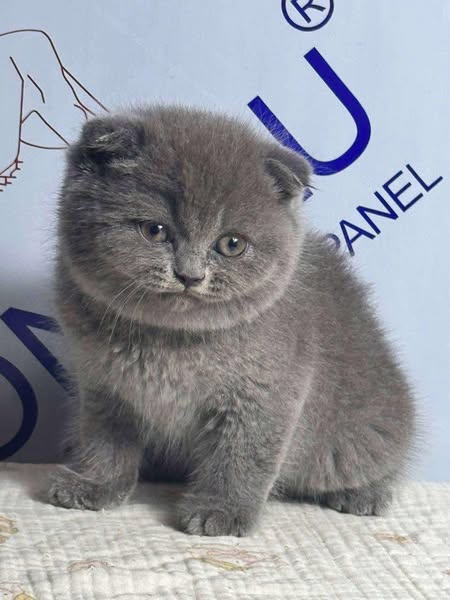 Scottish Fold