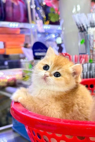 British Shorthair