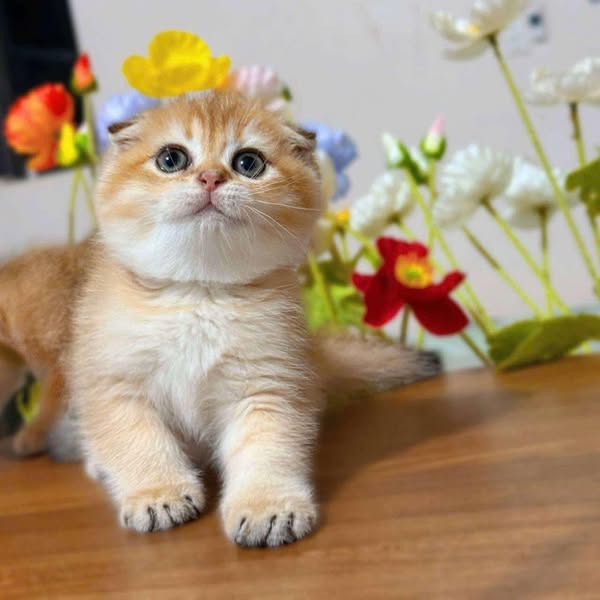 Scottish Fold
