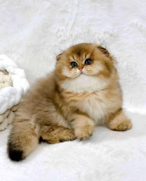 Scottish Fold Longhair
