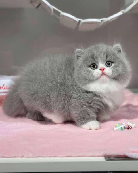 Munchkin Longhair