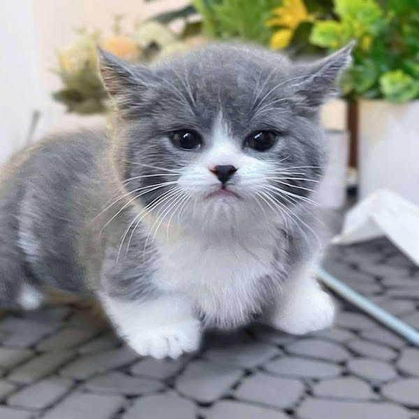 Munchkin