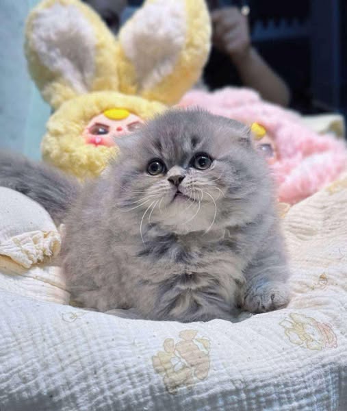 Munchkin Fold Longhair