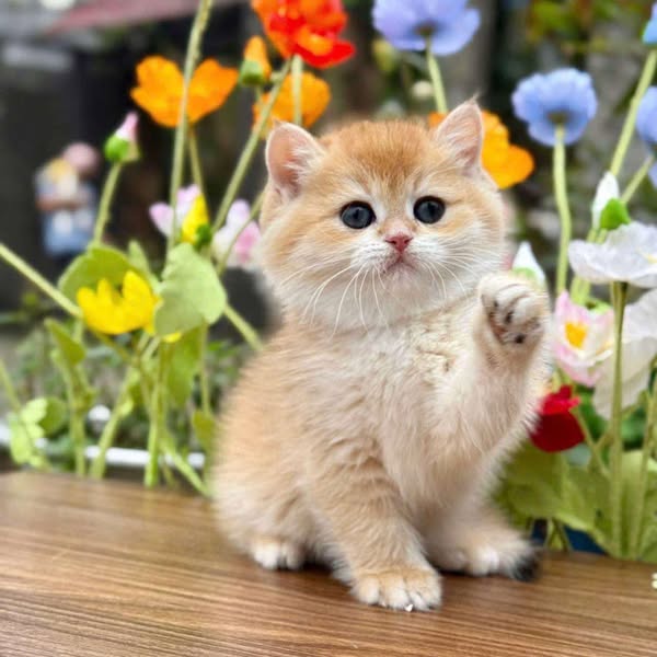 British Shorthair
