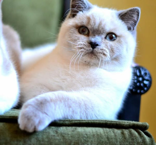 British Shorthair