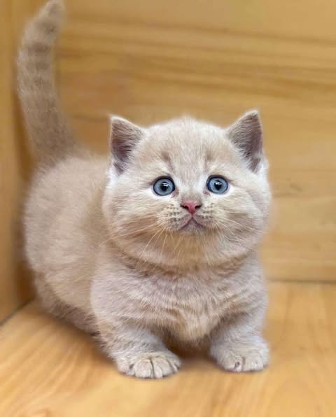 Munchkin