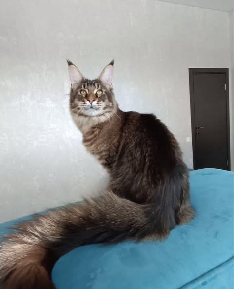 Maine Coon