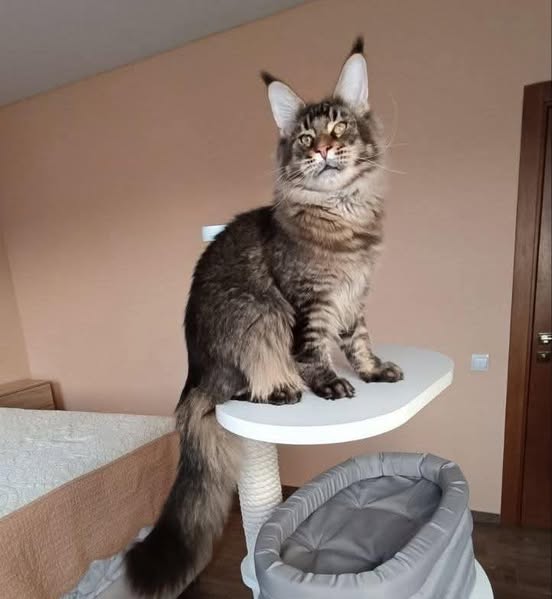 Maine Coon