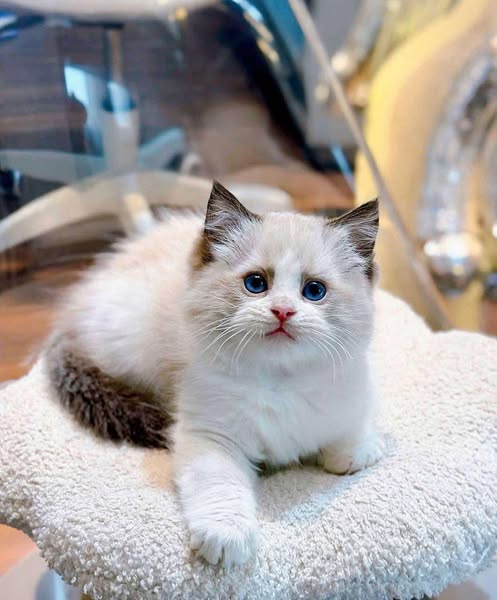 Ragdoll