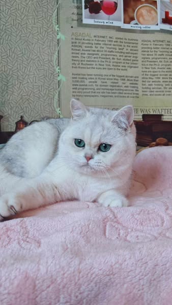 British Shorthair