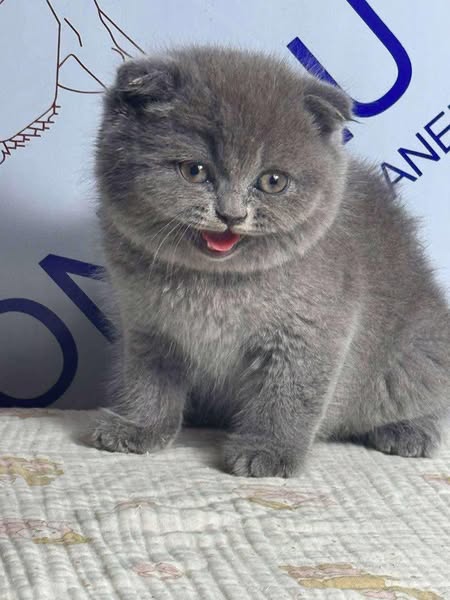 Scottish Fold