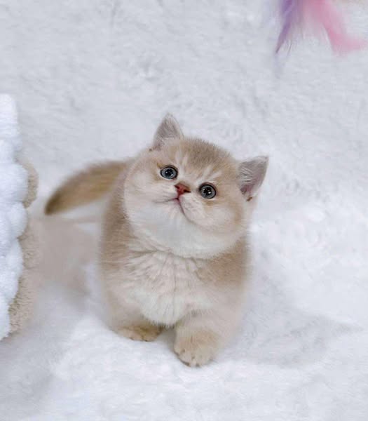 Munchkin