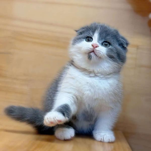 Scottish Fold