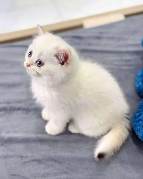 British Shorthair