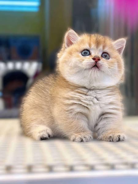 Munchkin