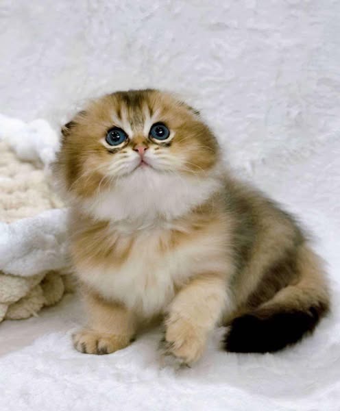 Scottish Fold Longhair