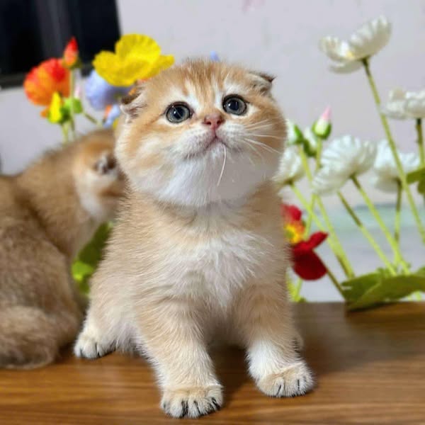 Scottish Fold